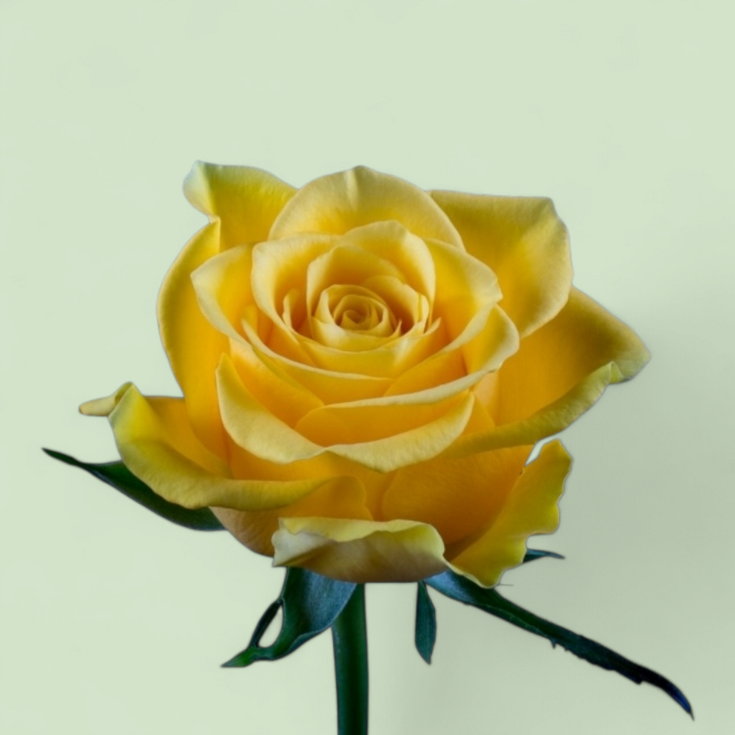 Gele roos 50 cm 30 stuks